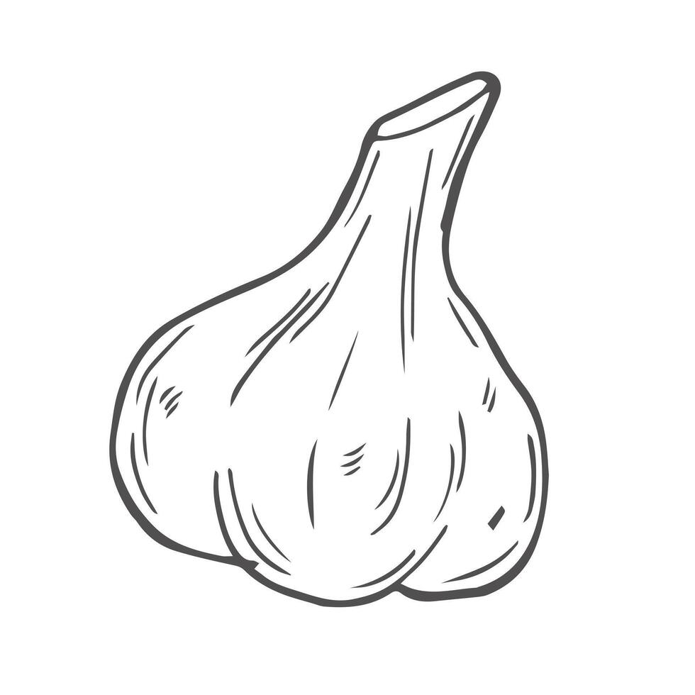 Hand drawn garlic icon. badge vegetable in the old ink style for brochures, banner, restaurant menu and market vector