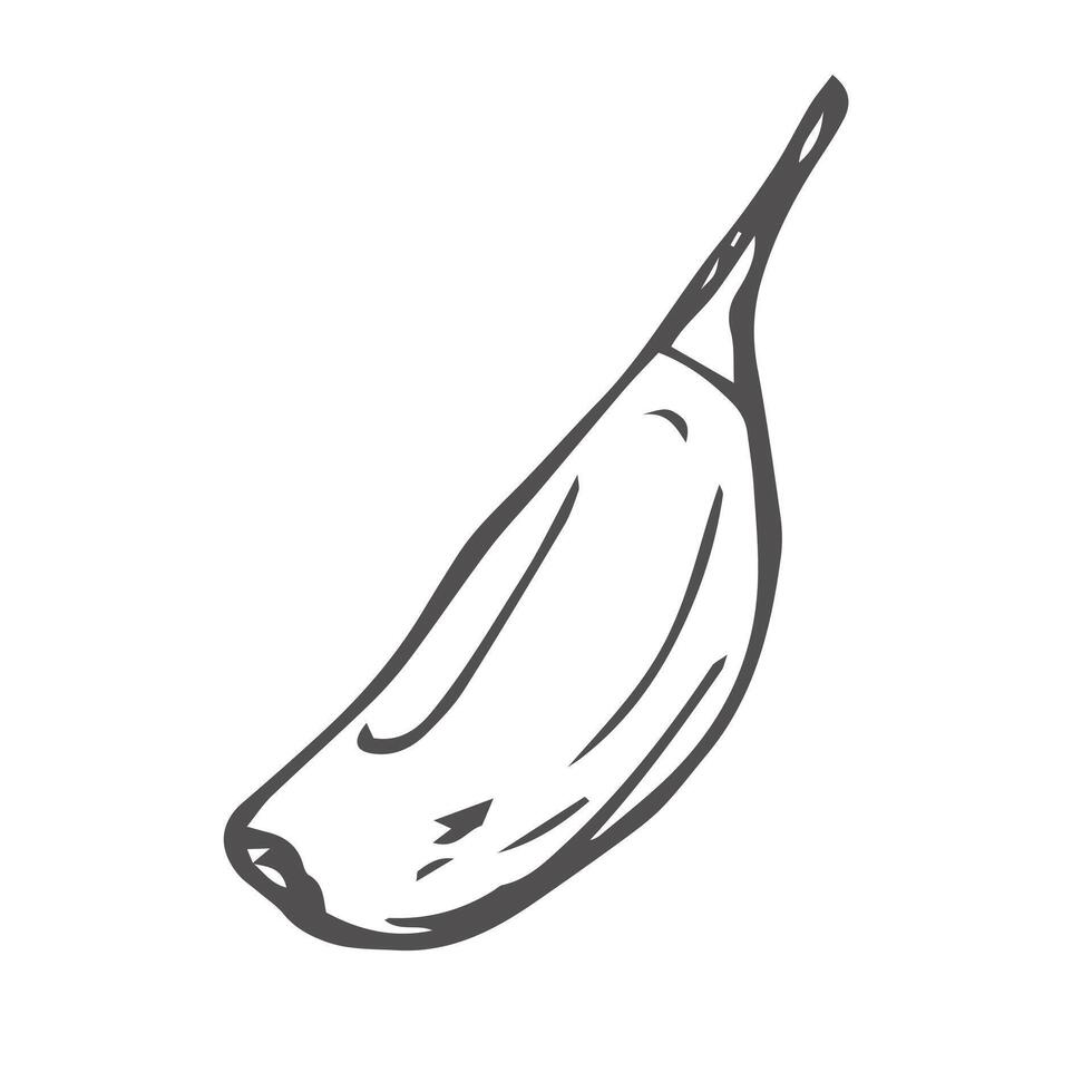 Garlic doodle sketch set in . Garlic clove vector