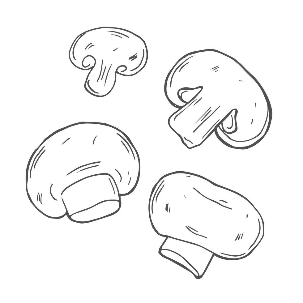 Champignons, mushroom set in hand-drawn, doodles style for kitchen, cooking blog, farmers grocery store, package, poster design online shop. vector