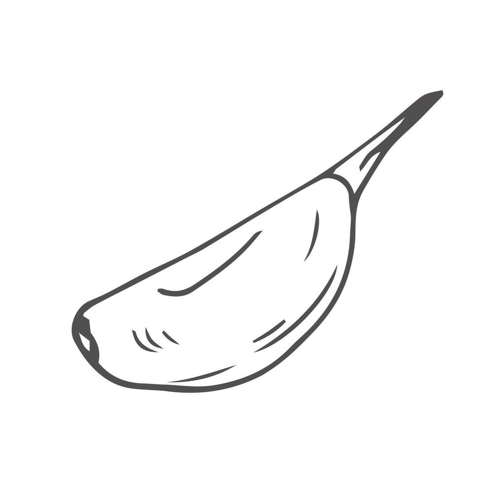 Garlic doodle sketch set in . Garlic clove vector