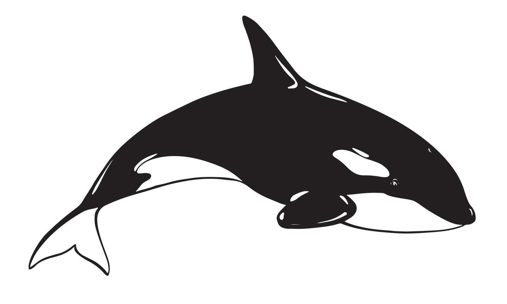 Killer whale sea animal logo. Stylized illustration of Orca. Killer whale or toothed whale, marine predator jumping out of water with curved tail. Hand drawn, imitation of engraving technique. vector