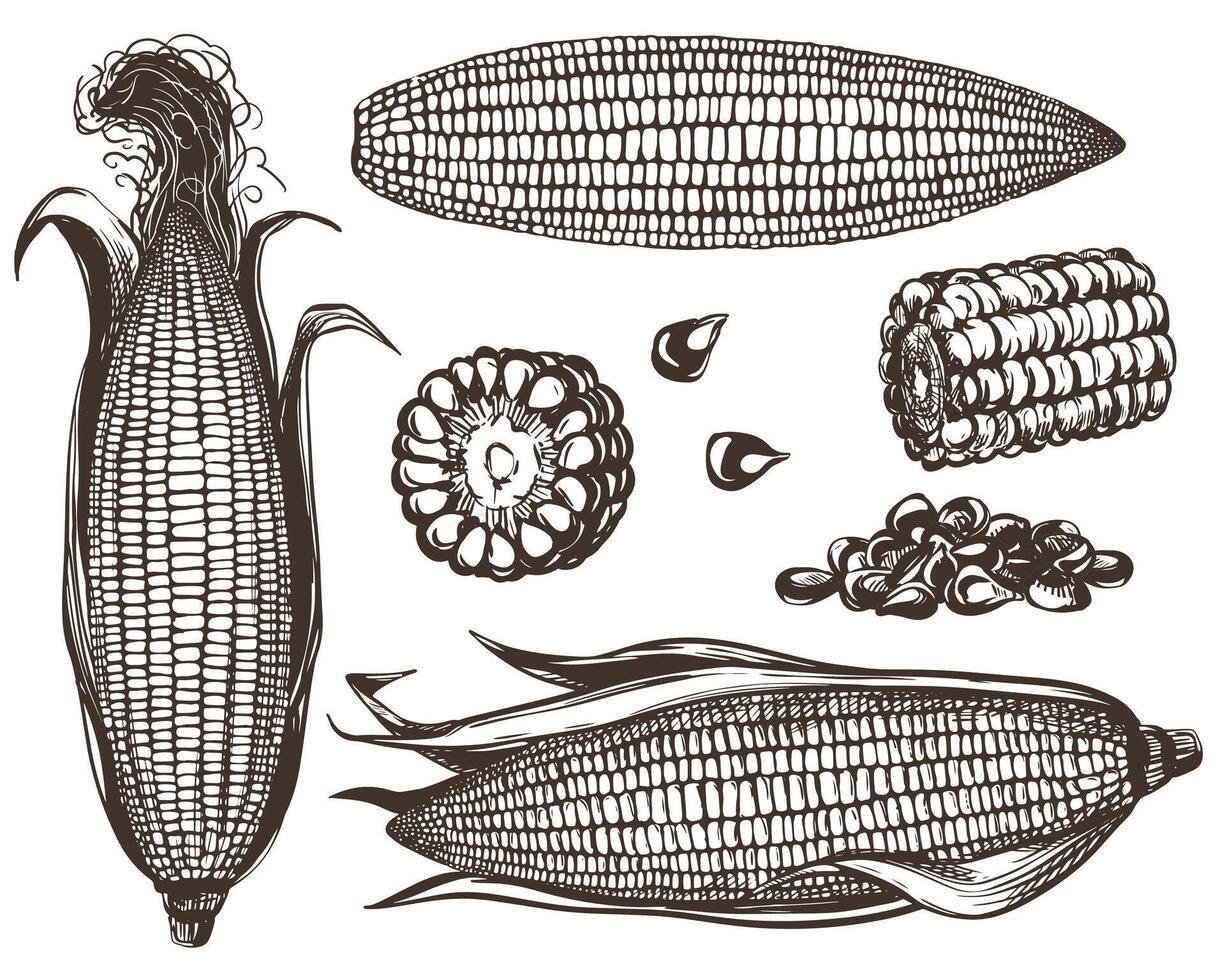 Corn set. Line sketch of whole corn cobs with leaves, pieces and kernels lying on the table. Old drawing in retro engraving style. Hand drawn realistic ink sketch. vector