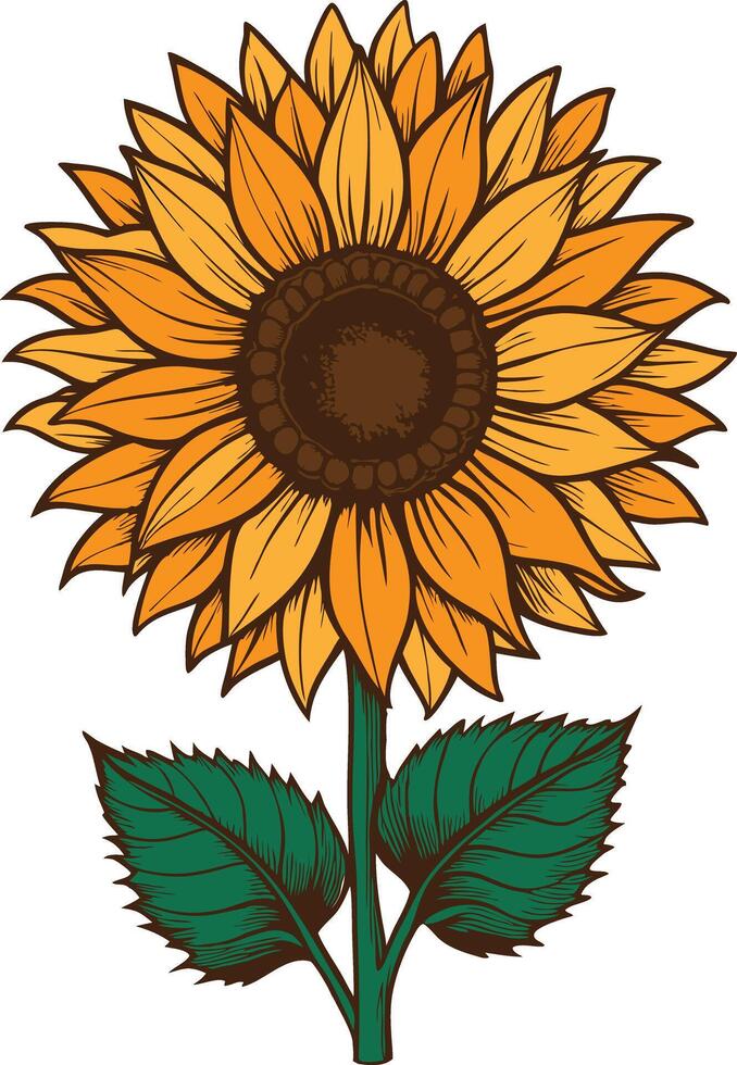 A sunflower with a yellow center and green leaves vector