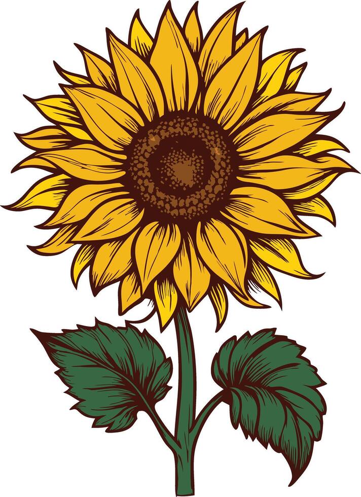 A sunflower with green leaves vector