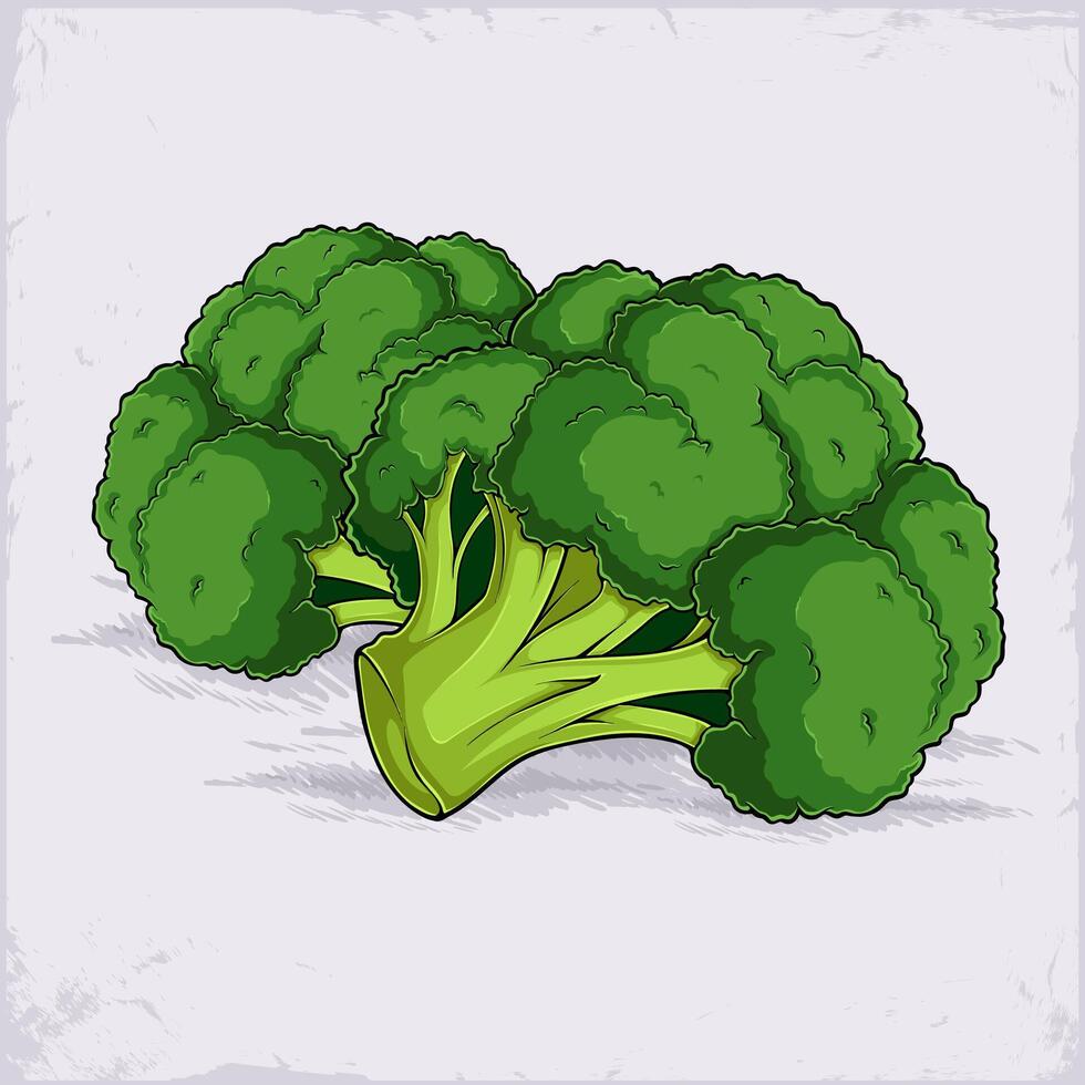 Hand drawn fresh healthy organic green broccoli, for the immune system isolated on white background vector