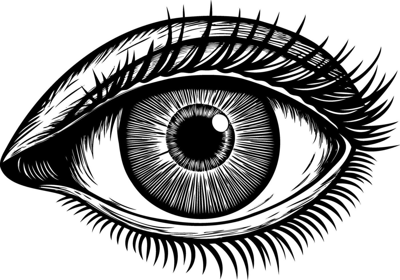 Eye iris. eyeball symbol. Human face vintage art. Old sketch view drawing vector