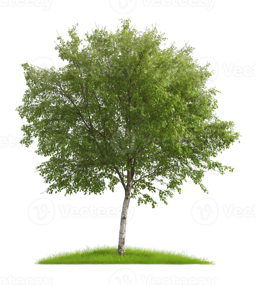 Lush Alder Tree isolated on transparent background png