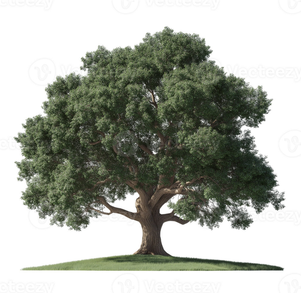 Majestic Live Oak Tree isolated on transparent background png