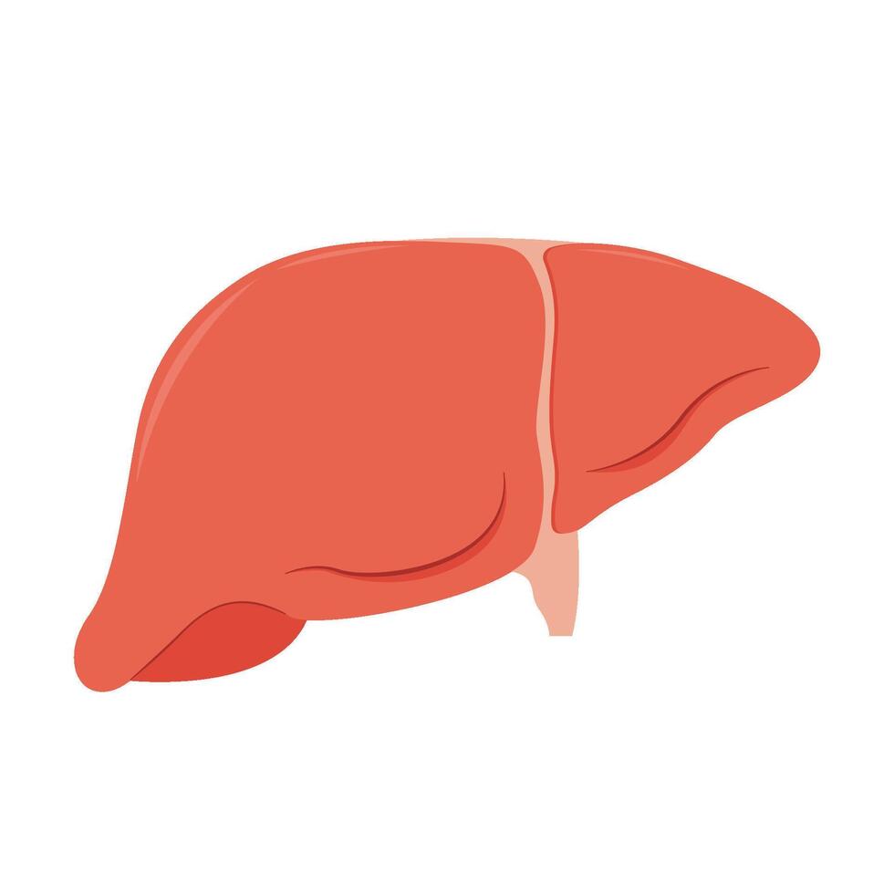 Human liver icon in cartoon style isolated on white background. Anatomy symbol stock illustration. vector