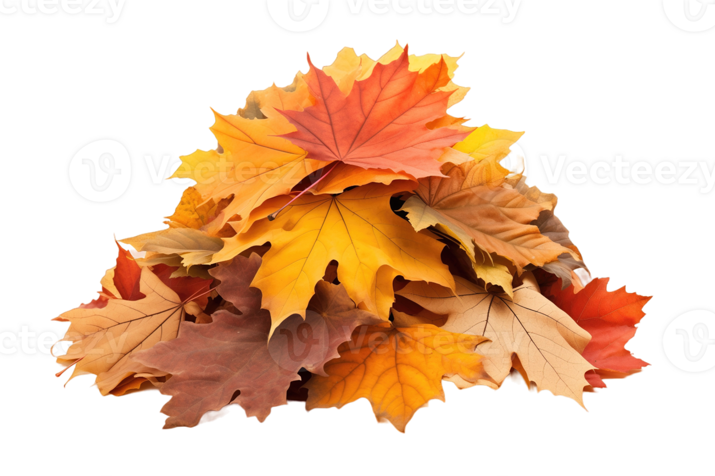 Pile of autumn fall leaves isolated on transparent background png