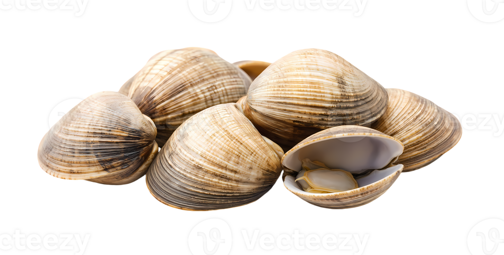 Fresh clams isolated on transparent background png