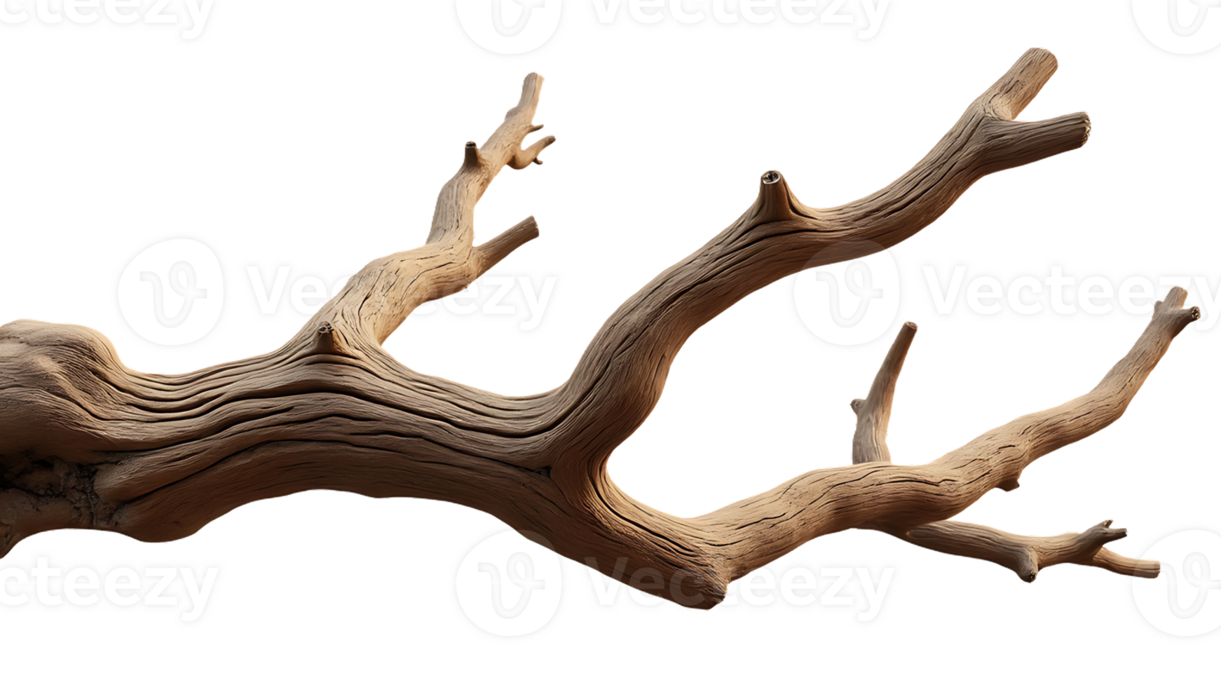 Isolated dry tree branch on a clear backdrop, ideal for use in botanical illustrations and graphics. png