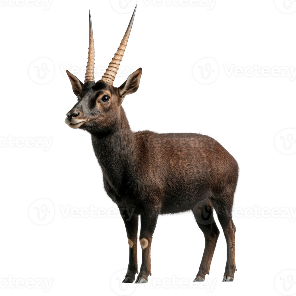 Young Horned Animal Standing in Natural Habitat png