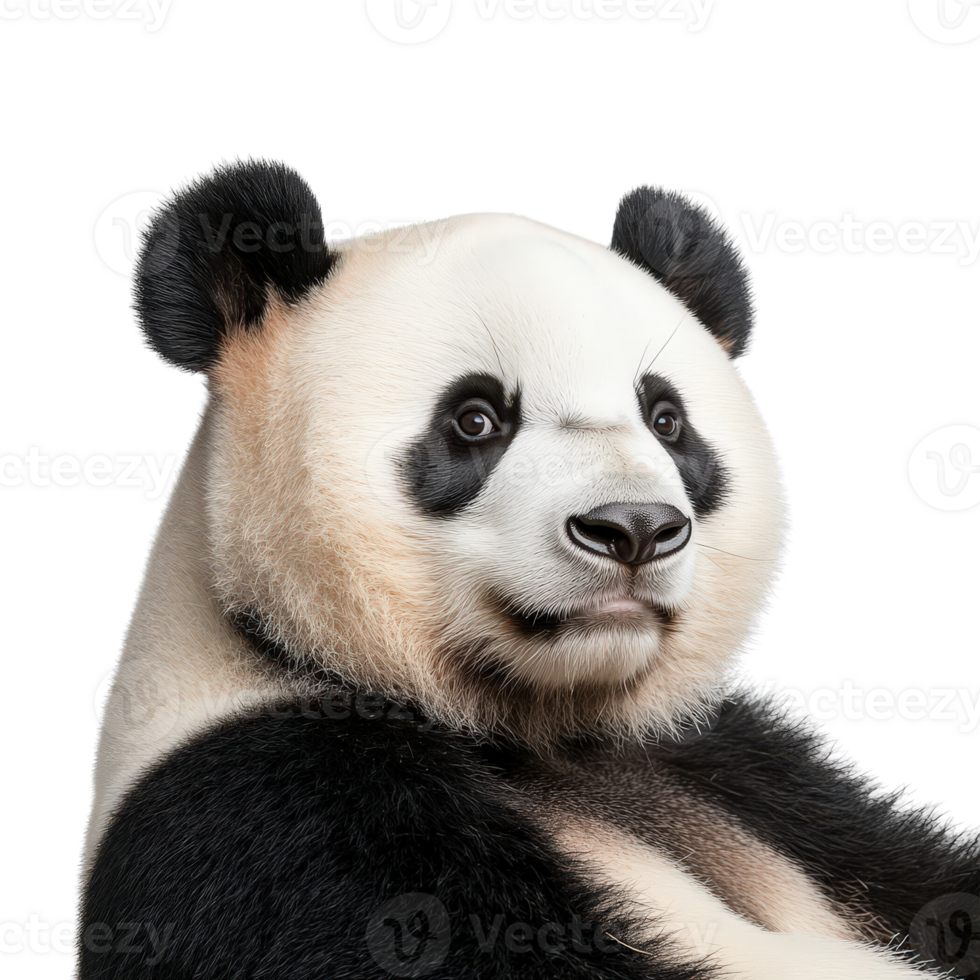 Adorable Panda Portrait with Expressive Face png