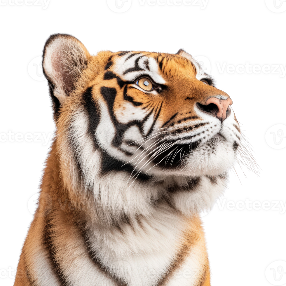 Majestic Tiger Portrait in Natural Habitat png