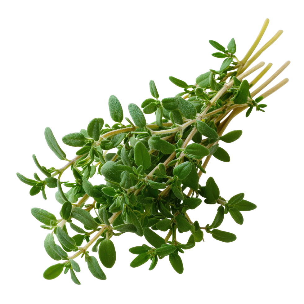 Fresh Green Thyme Herb Bunch Isolated. png
