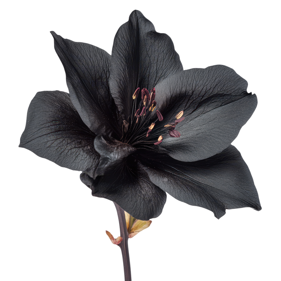 Elegant Black Flower. png