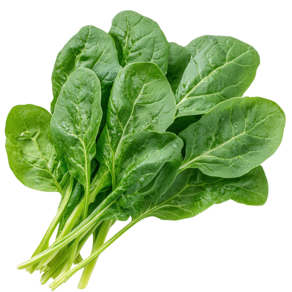 Fresh Spinach Bunch. png