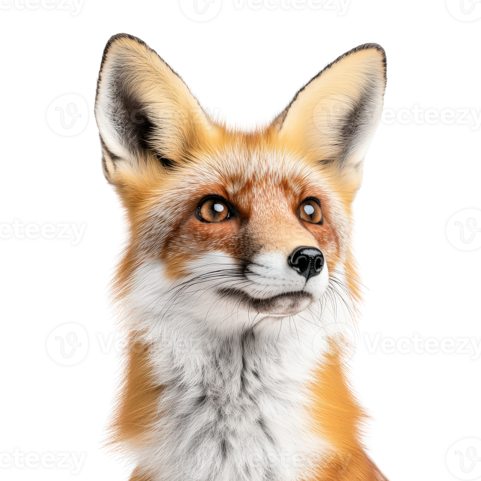 Realistic Fox Portrait with Detailed Features png