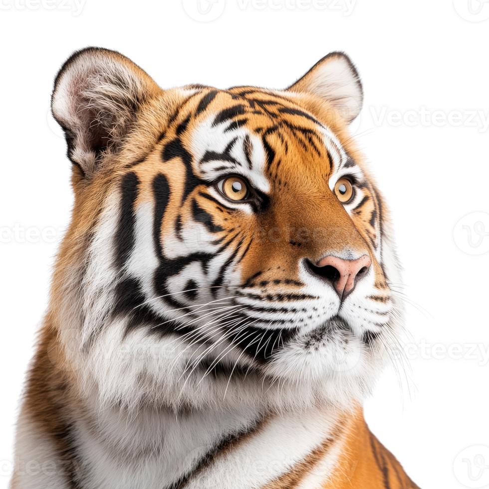 Striking Close Up of a Majestic Tiger Portrait png
