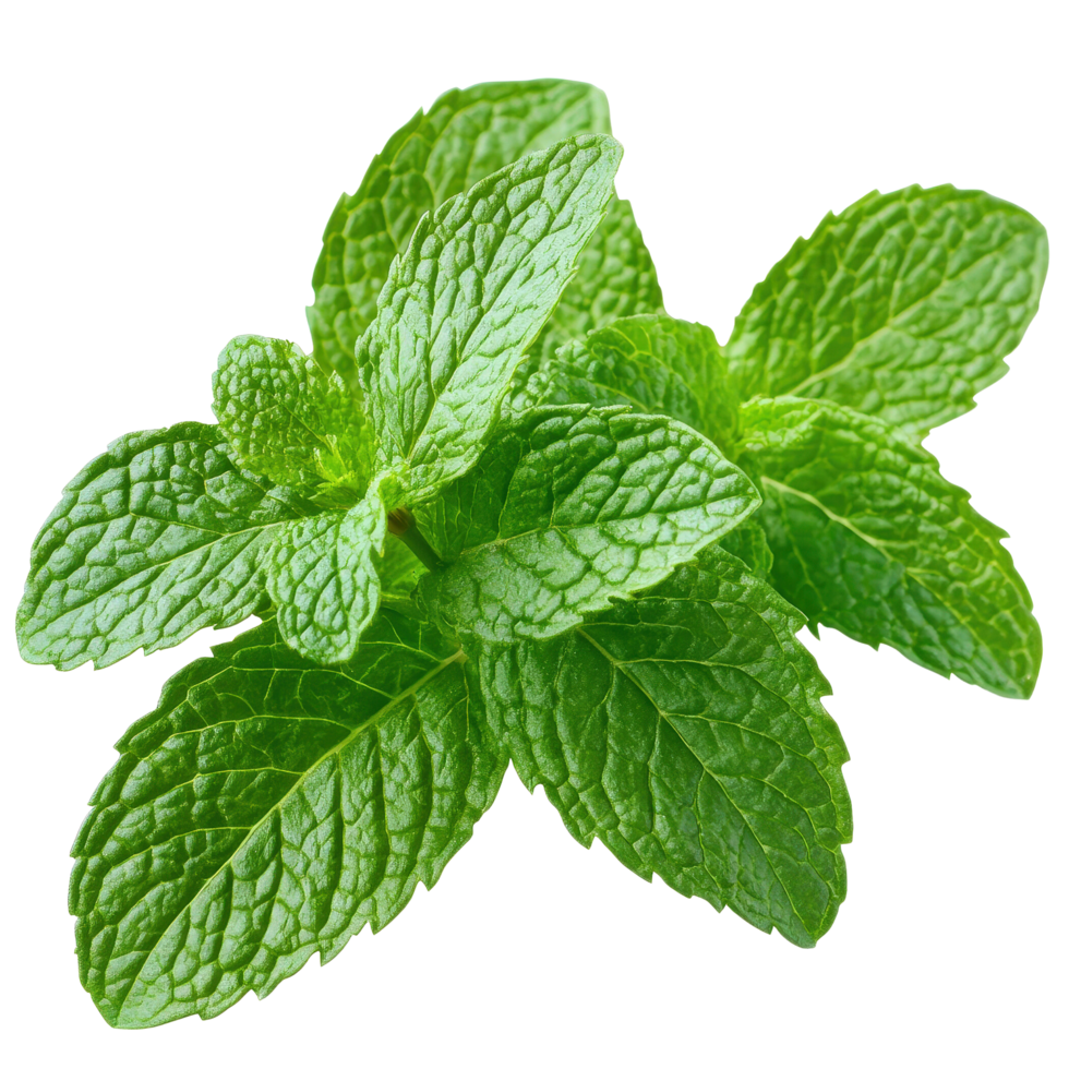 Fresh Green Mint Leaves. png