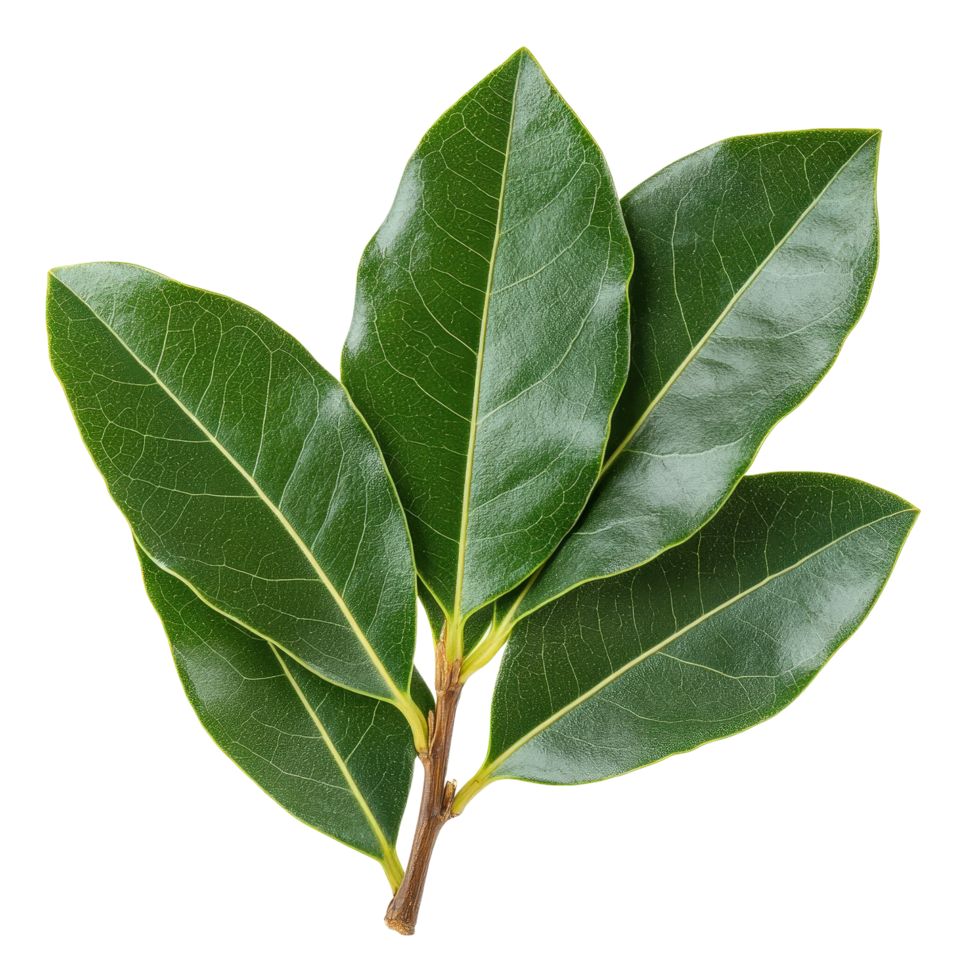 Fresh Green Bay Leaves Isolated. png