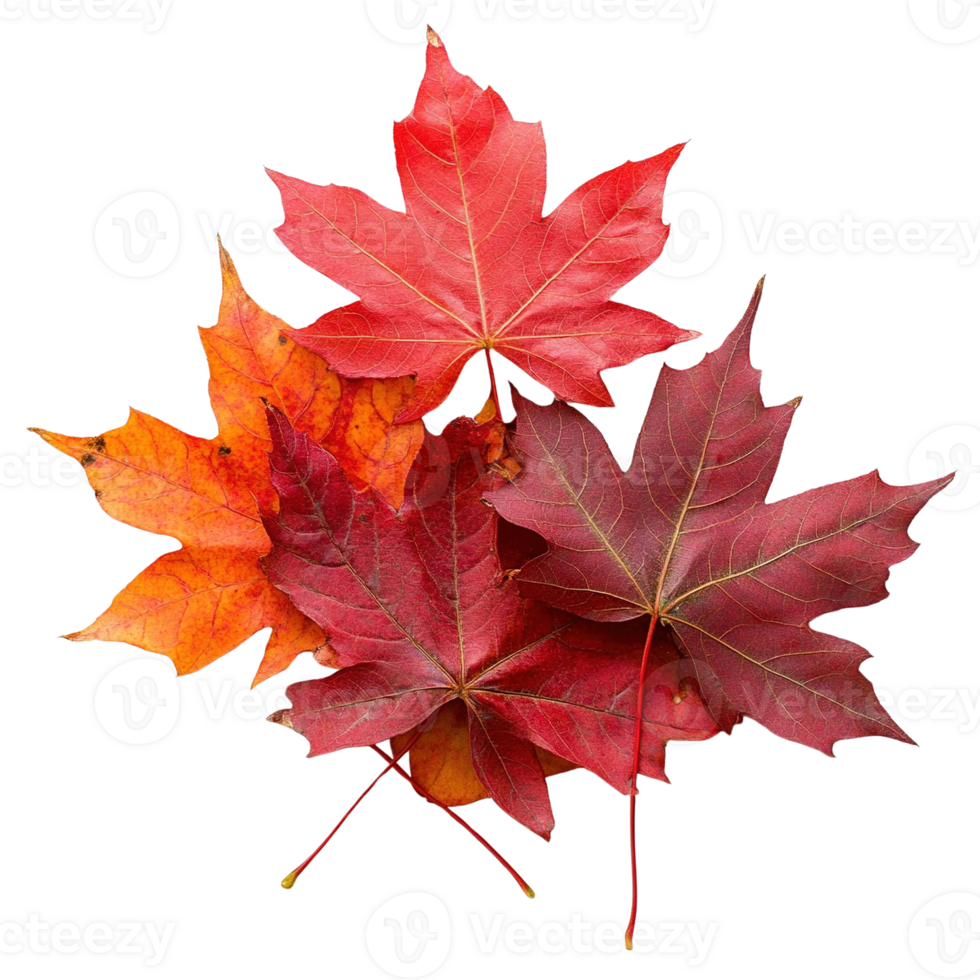 Vibrant Maple Leaves on Transparent Background png