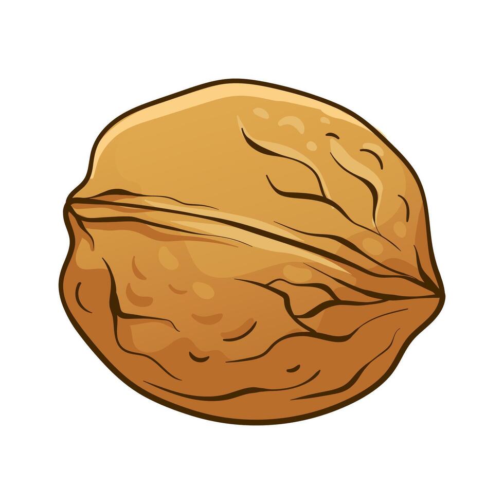 Walnut in shell. hand drawn colored illustration vector