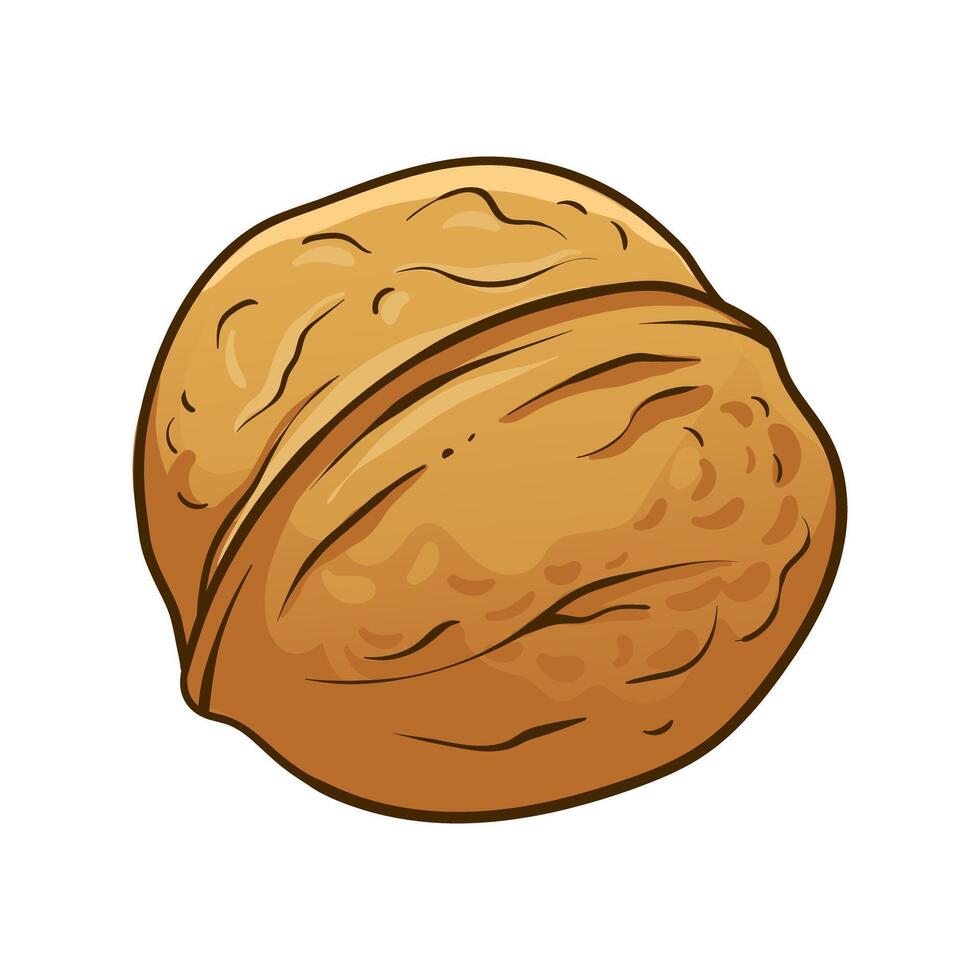 Ripe walnut. hand drawn colored illustration vector