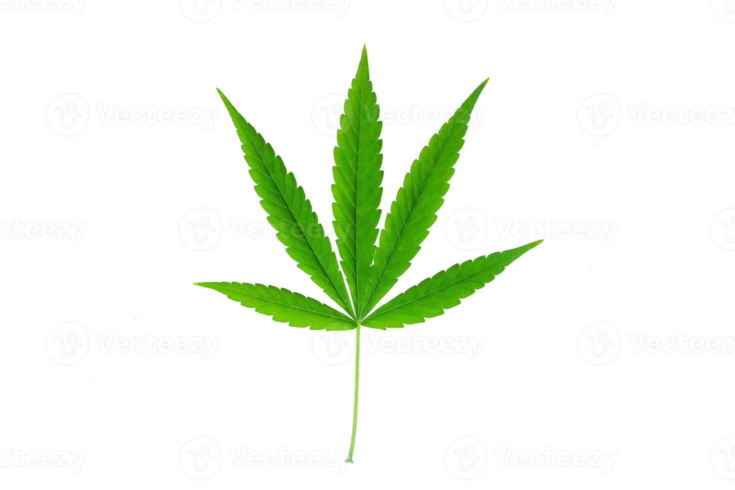 Fresh Green Leaf of full-grown Hemp - Cannabis - isolated on white background. Growing medical marijuana. photo