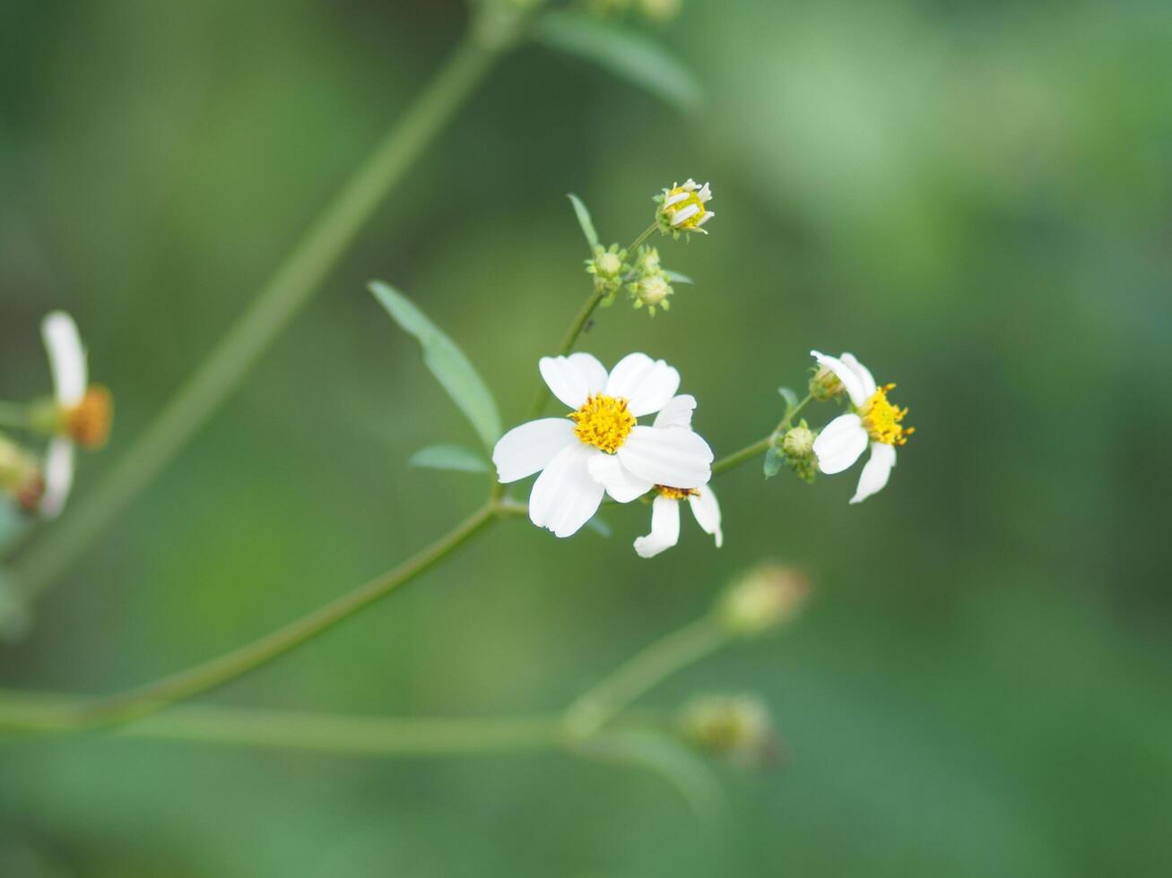 sunlight grass flied and blur background bokeh sweet flower photo
