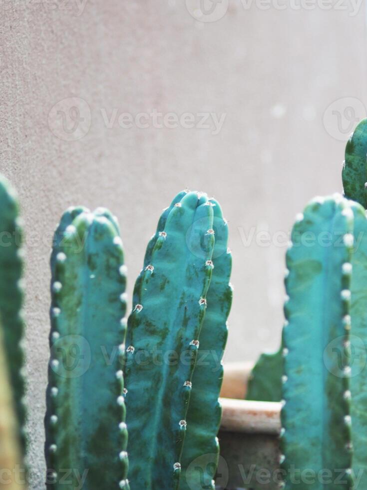 Cereus hildmannianus Jamacaru cactus plant decorate and gardenning photo