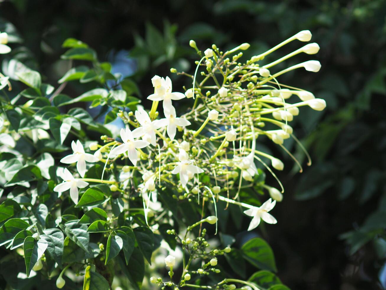 indain cork tree flower blooming in winter and good smail photo