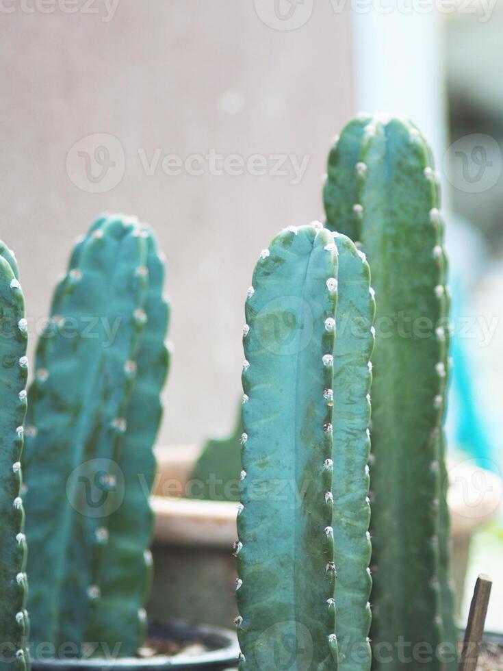 Cereus hildmannianus Jamacaru cactus plant decorate and gardenning photo