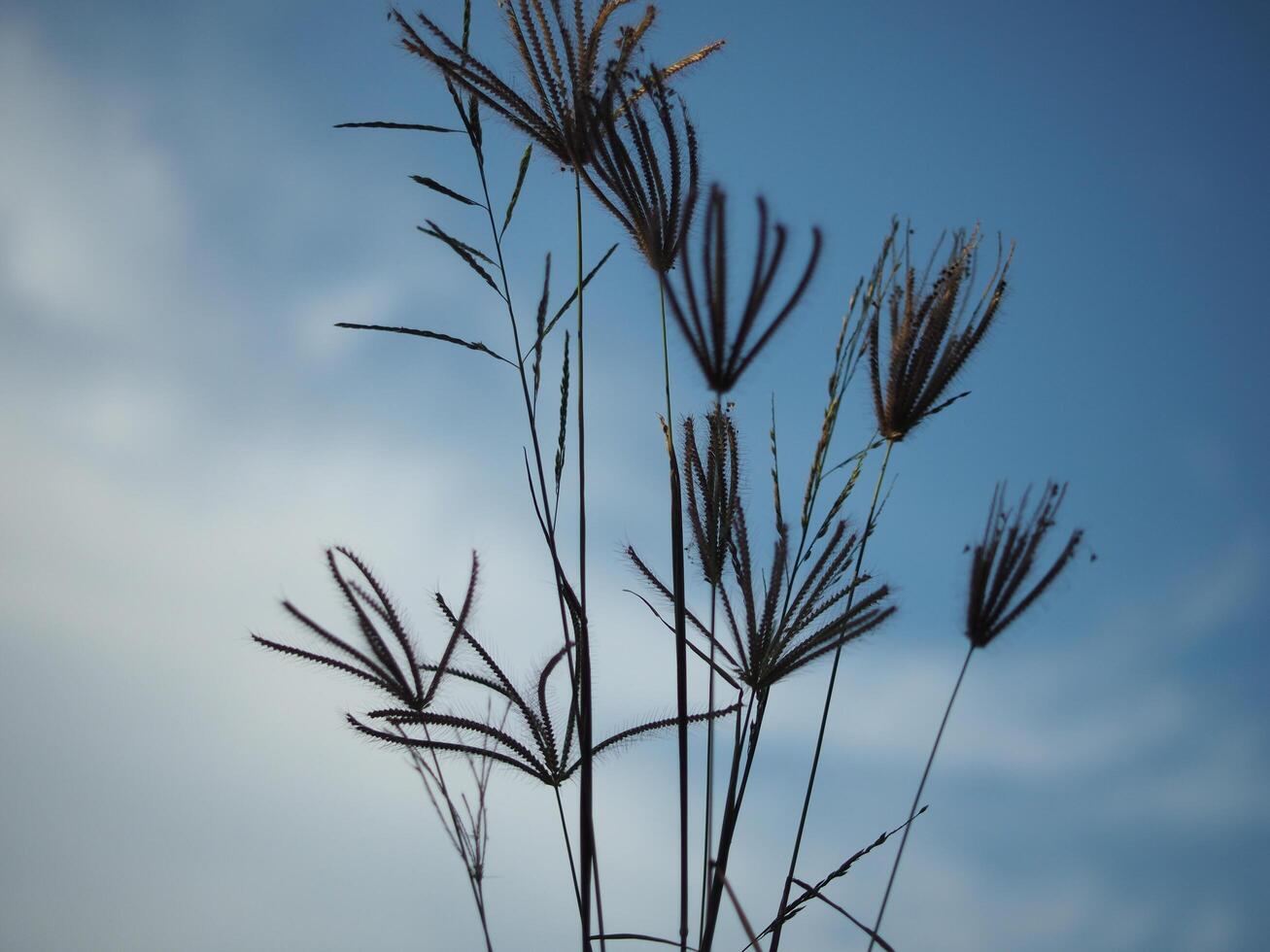 grass and blue sky background and fressness weather photo