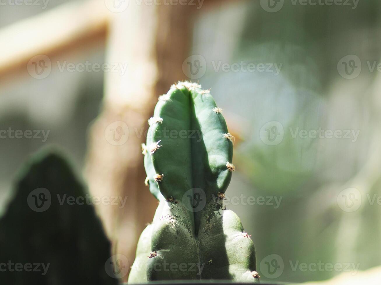 Cereus hildmannianus Jamacaru cactus plant decorate and gardenning photo
