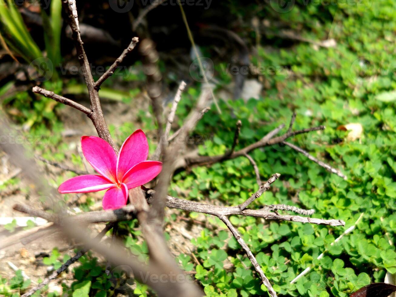 A single pink flower is growing on a branch photo