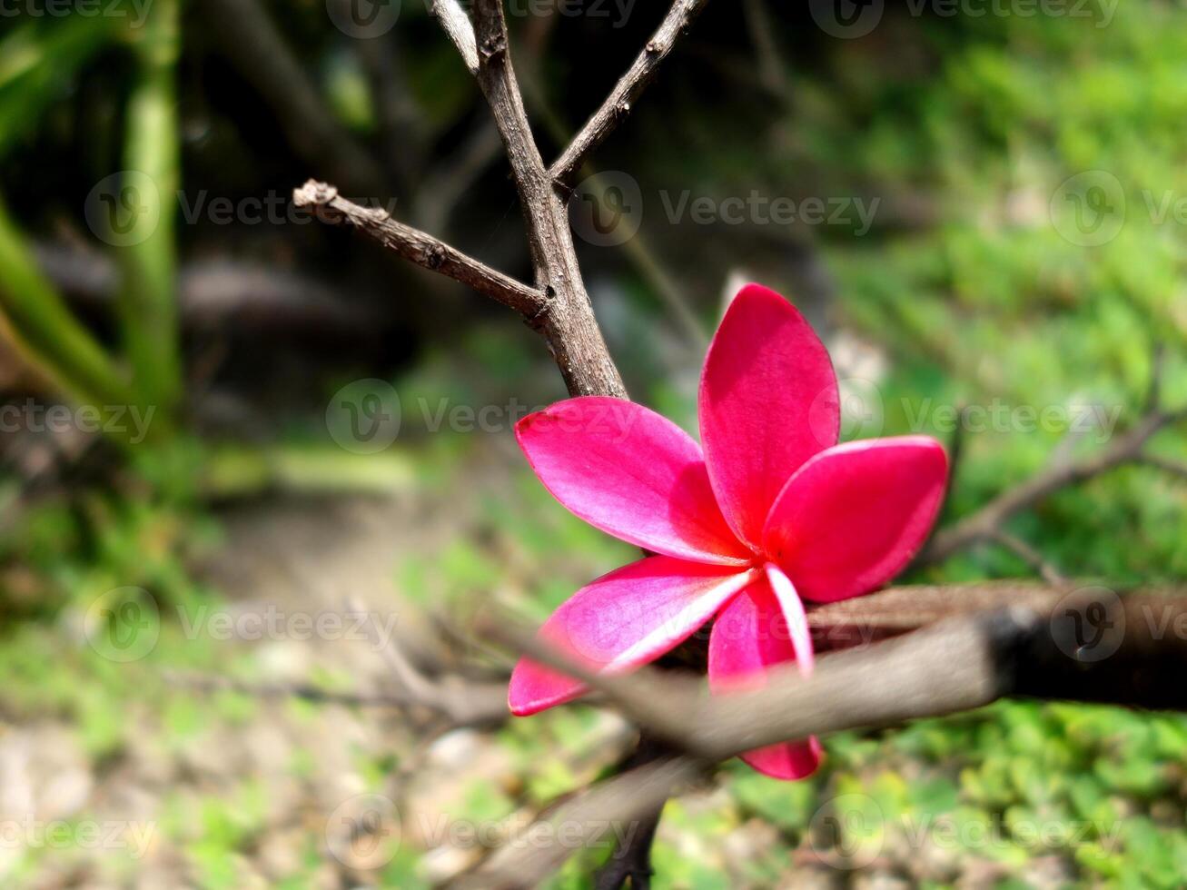 A single pink flower is on a branch photo