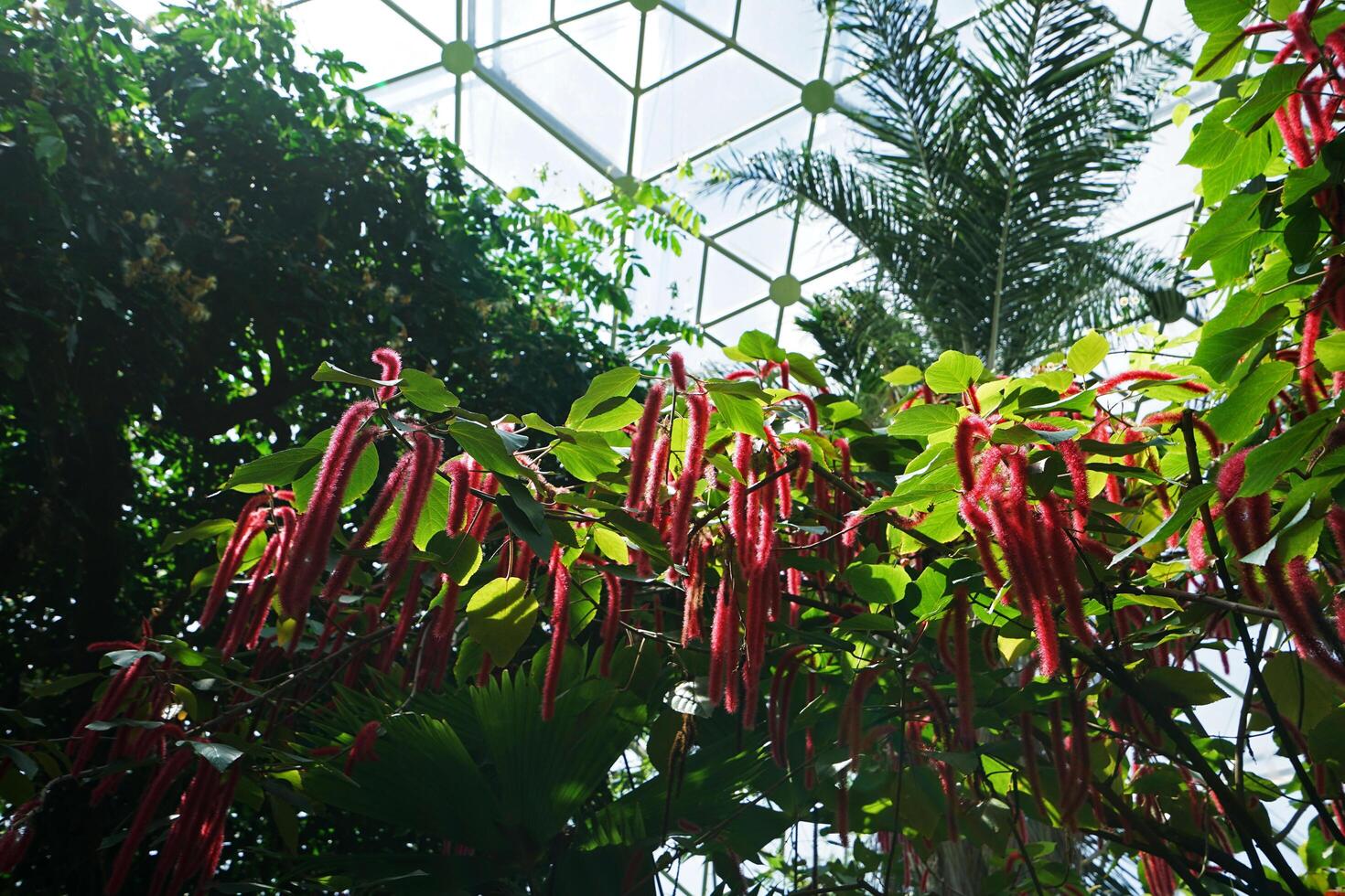 Blooming red tropical flowers in Climatron geodesic conservatory dome photo