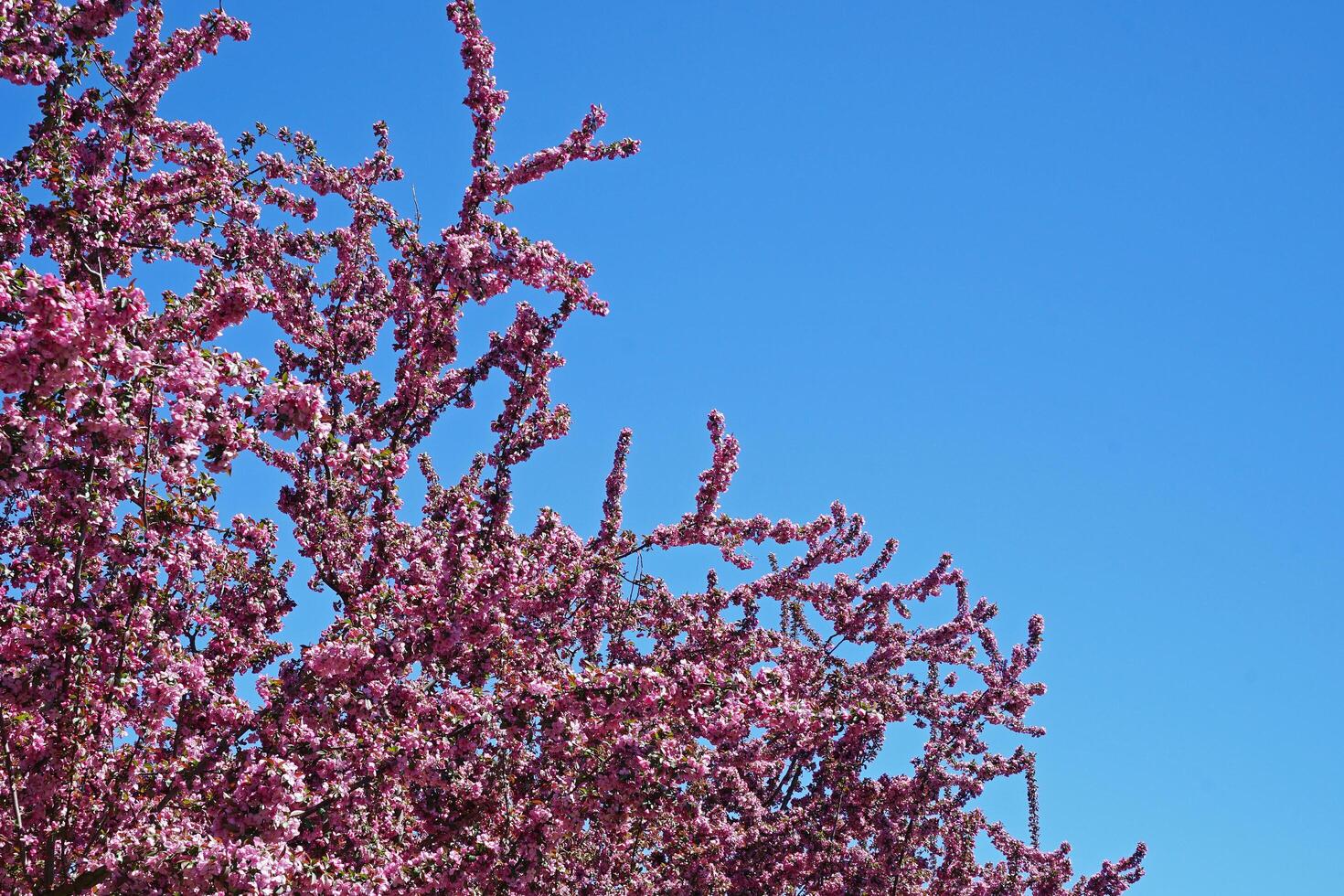 Natural landscape of blooming pink Cherry Blossom tree with cloudy white sky photo