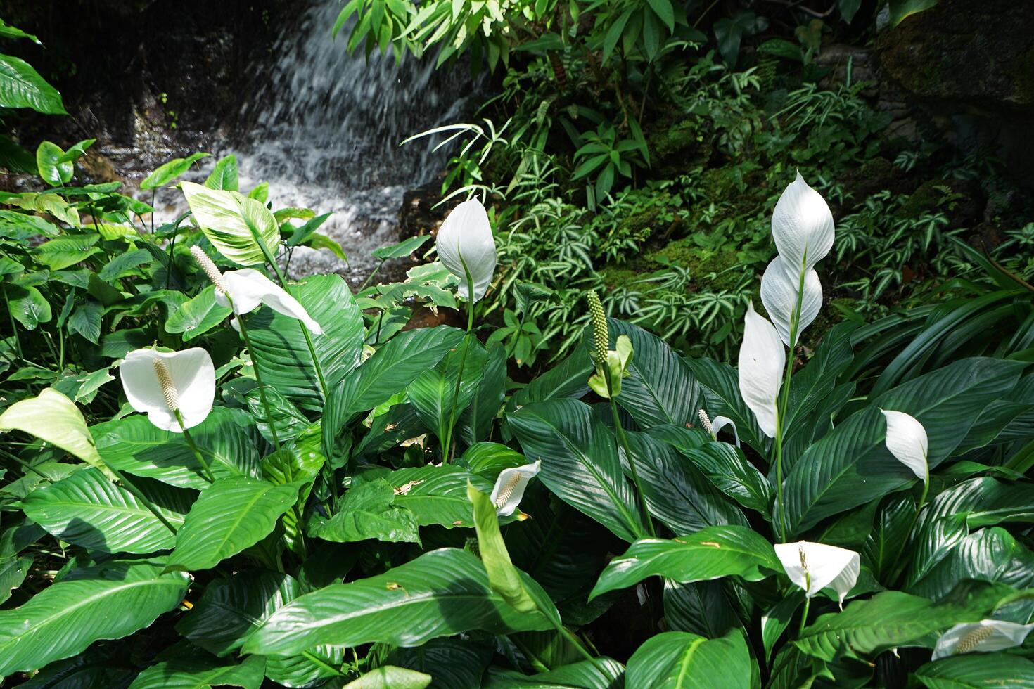 Blooming white Anthurium Andraeanum flower plants by natural waterfall park photo
