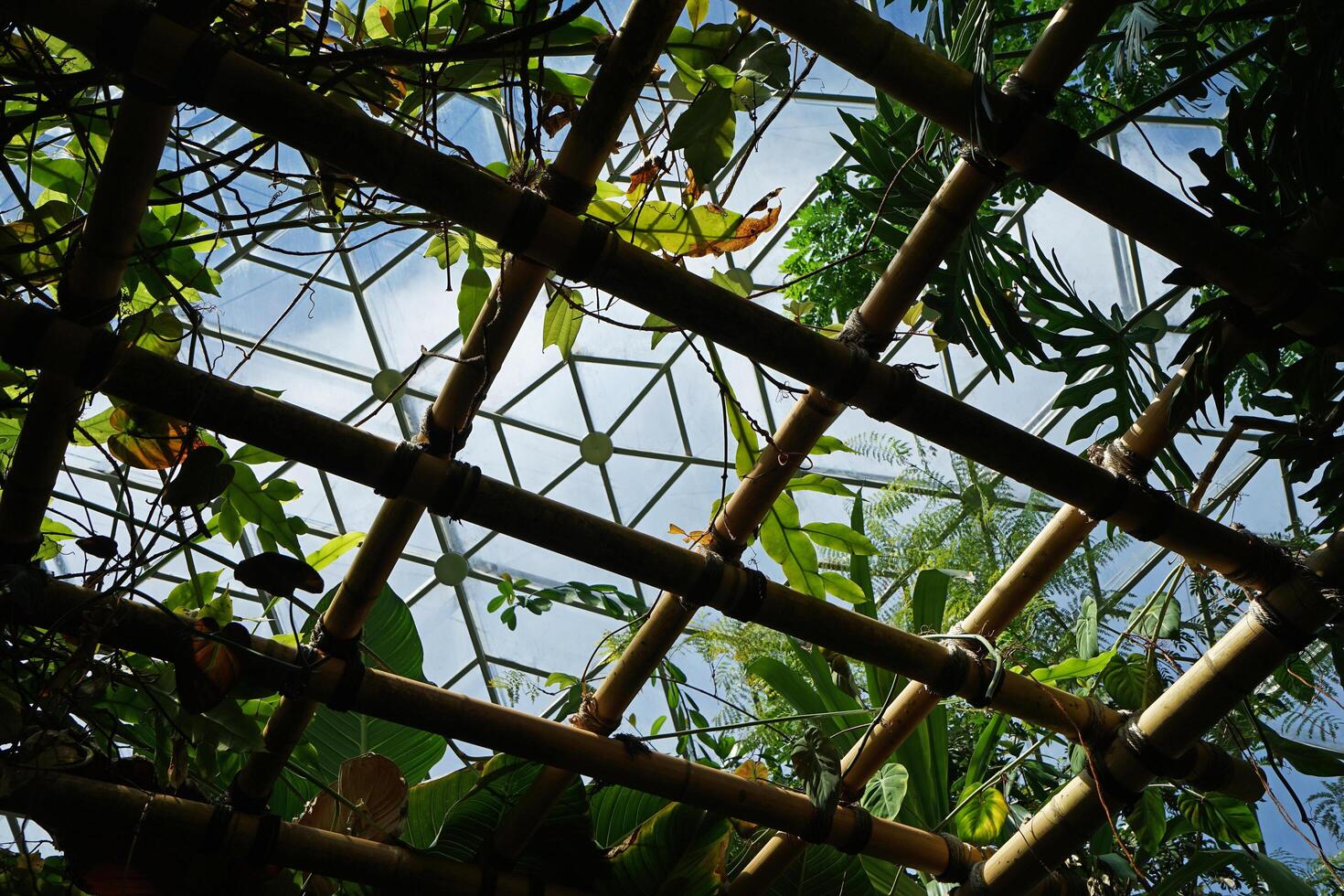 Natural landscape of Tropical green rainforest in Climatron geodesic conservatory dome photo