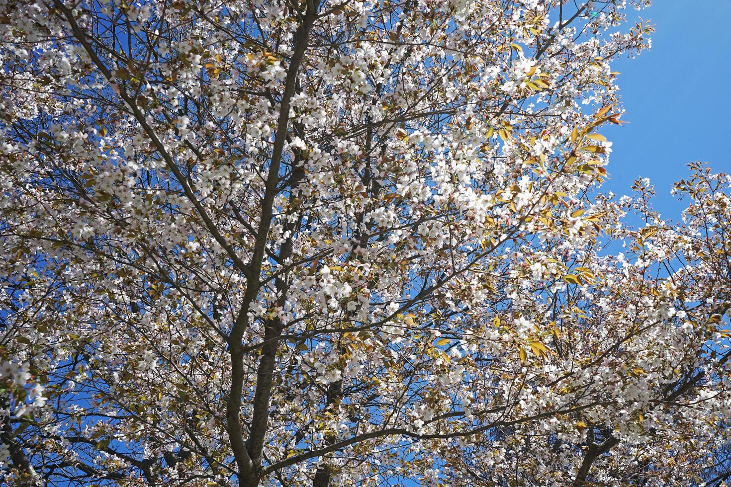 Natural landscape of blooming pink Cherry Blossom tree with cloudy white sky photo