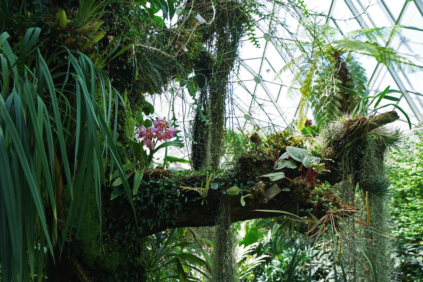 Natural landscape of Tropical green rainforest in Climatron geodesic conservatory dome photo