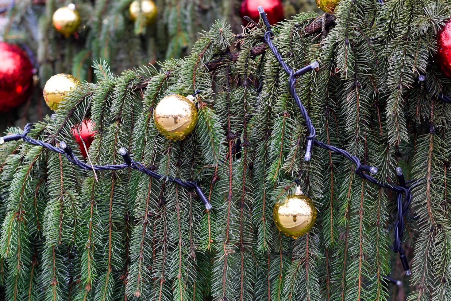 Red and gold balls on fir tree branches, Christmas background photo