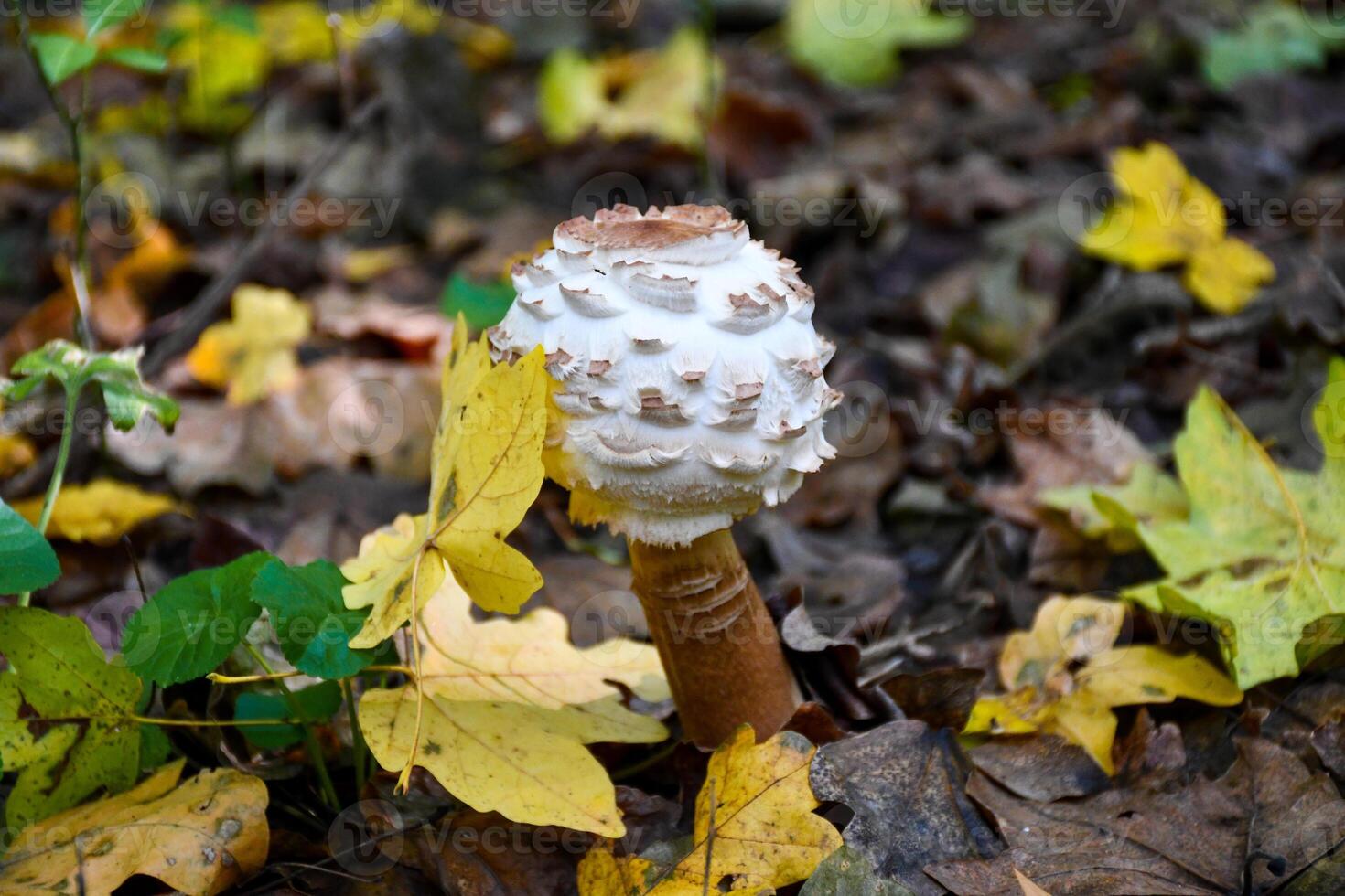 Beautiful Chlorophyllum mushroom among yellow leaves in the forest photo