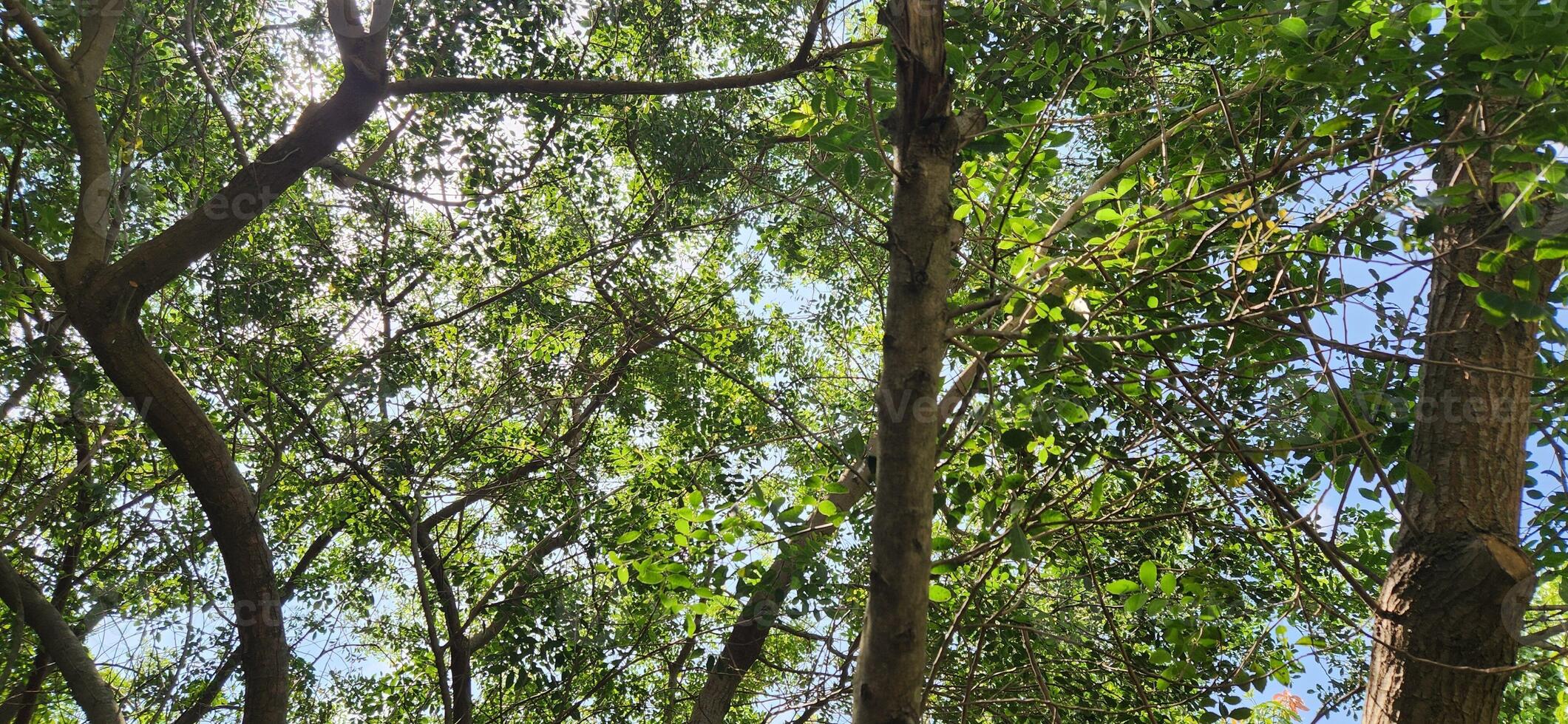 Trees and Tree Trunks in Nature photo