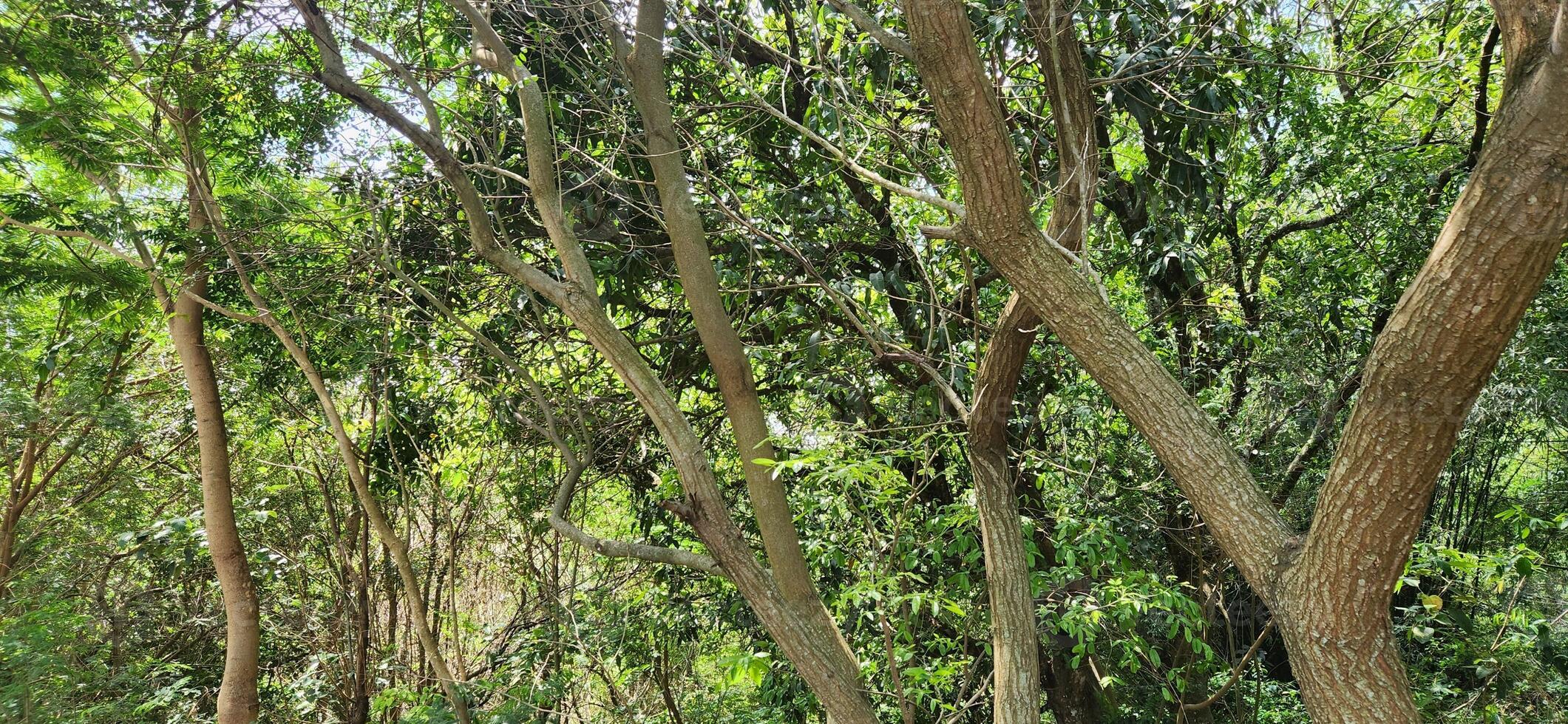 Trees and Tree Trunks in Nature photo