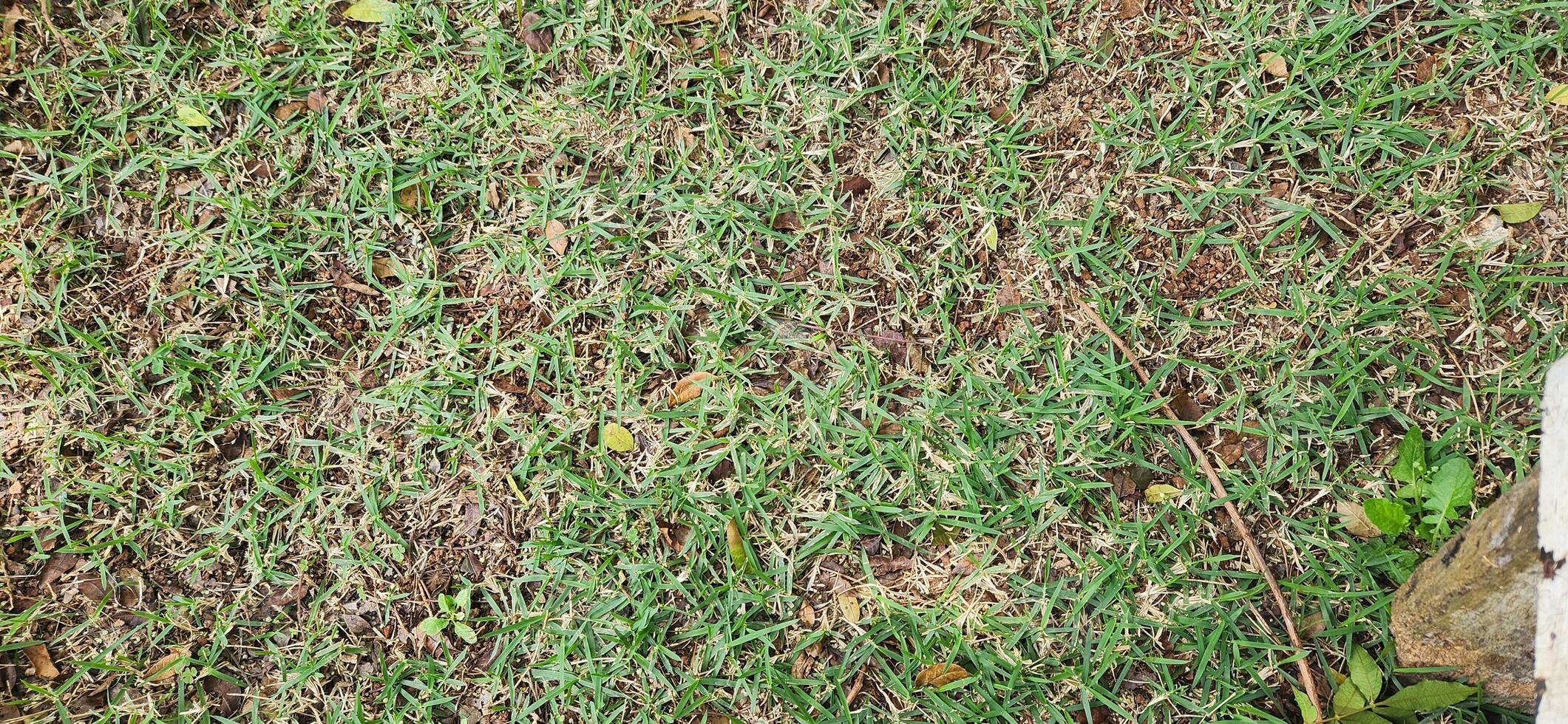 Green Grass on Ground Surface photo