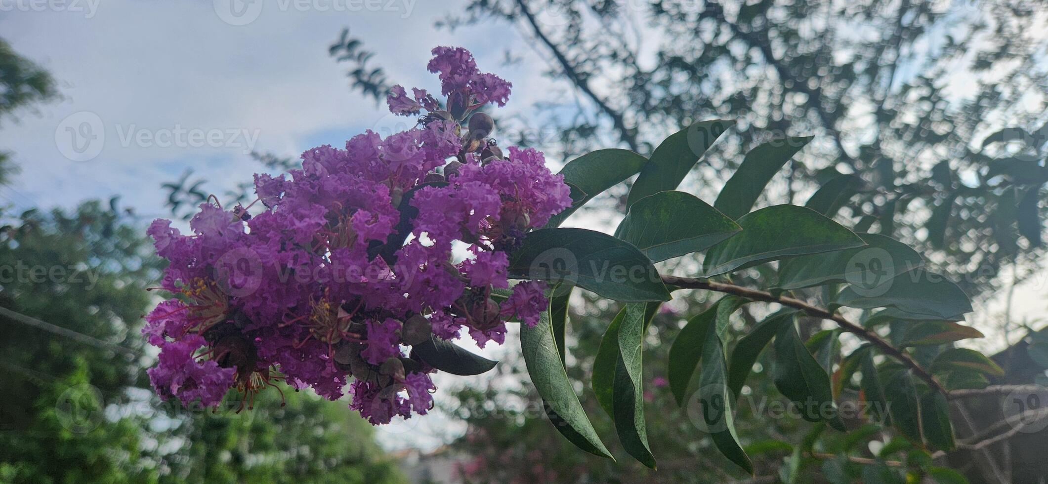 Lagerstroemia Speciosa Flower Against Green Grass Background photo